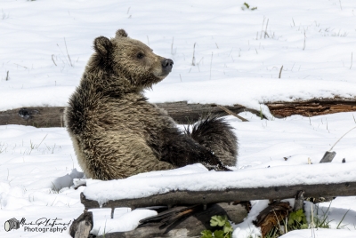 Snow`s Cub Playing May 2025